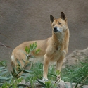 singing dog