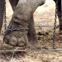 circus animal abuse