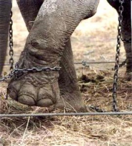 circus animal abuse