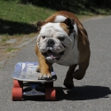 funny animal videos