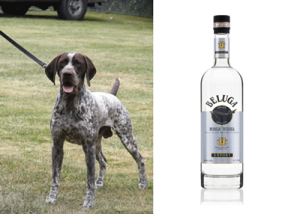 vodka and dogs