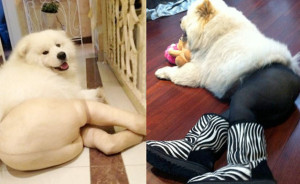dogs in tights