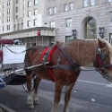 carriage horses