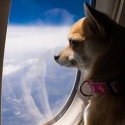 pets and airlines