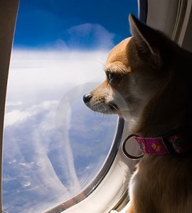 pets and airlines