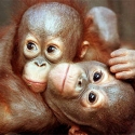 orangutans