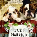 pet wedding