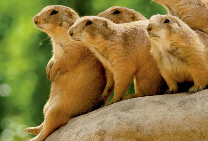 what states are prairie dogs illegal in