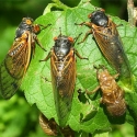 cicada