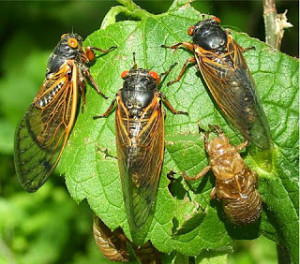 cicada