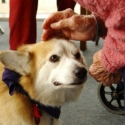 therapy dogs