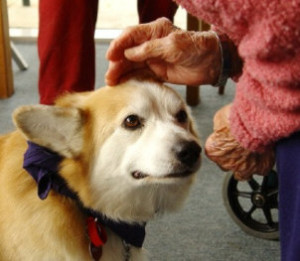 therapy dogs