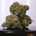 medicinal marijuana