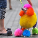 Dog Hair Dye: Harmless Fashion Statement or Borderline Animal Cruelty? dog hair dye