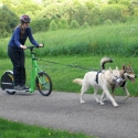 dog scootering