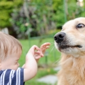 dog bite prevention