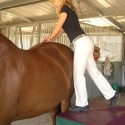 animal chiropractor