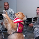 therapy dogs