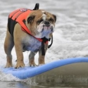 dog surfing