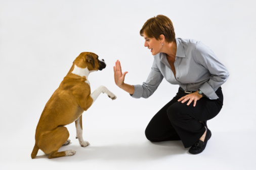 Dog Training: Common Terms - All Pet News