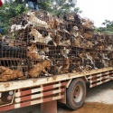 dog meat smuggling