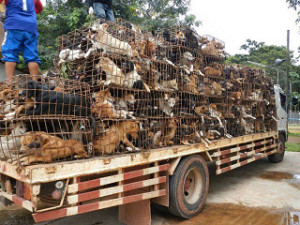 dog meat smuggling
