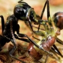 animal defenses
