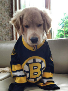 bruins dog jersey