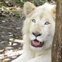 albino lions
