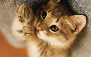declawing your cat