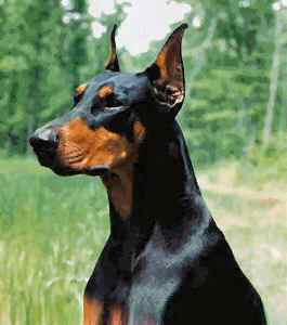 are doberman dogs dangerous