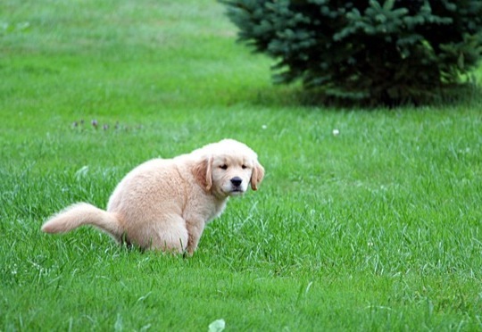 is dog poop good for the yard