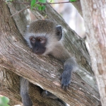 Do Animals Get Drunk? Beware Of Your Pumpkins monkey