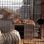 The Dangers of Backyard Zoos zoos