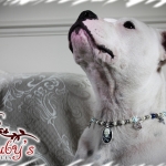 Horror Film To Feature Hollywood Pet Jewelry pet jewelry