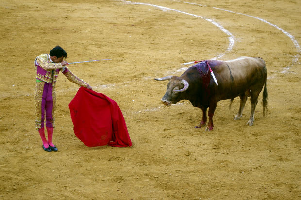 Is Bullfighting Culture or Cruelty? - All Pet News