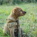 Anti-Parasitic Drug Linked to Hundreds of Dog Deaths dog