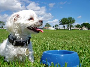 maltese