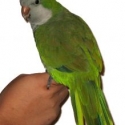 pet bird