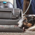 best vacuum for dog hair reviews